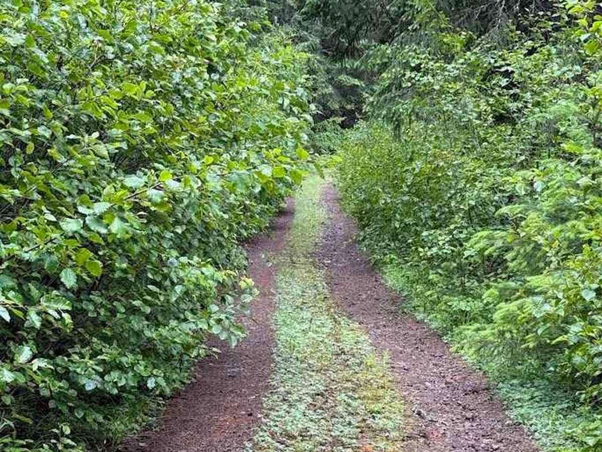Line Road - FS 5403210 photo 5