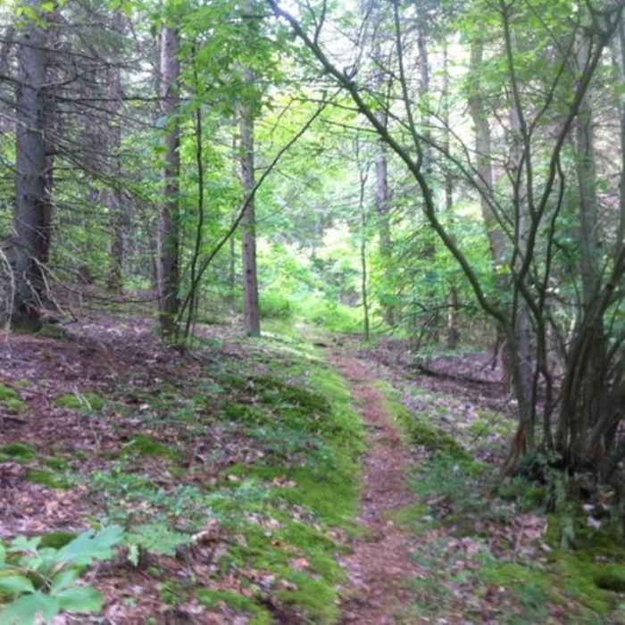 Near North Country Trail (Allegheny National Forest Section)