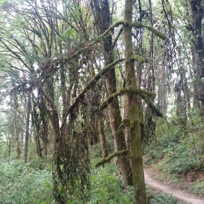 Wildwood Trail Near Ridge Trail