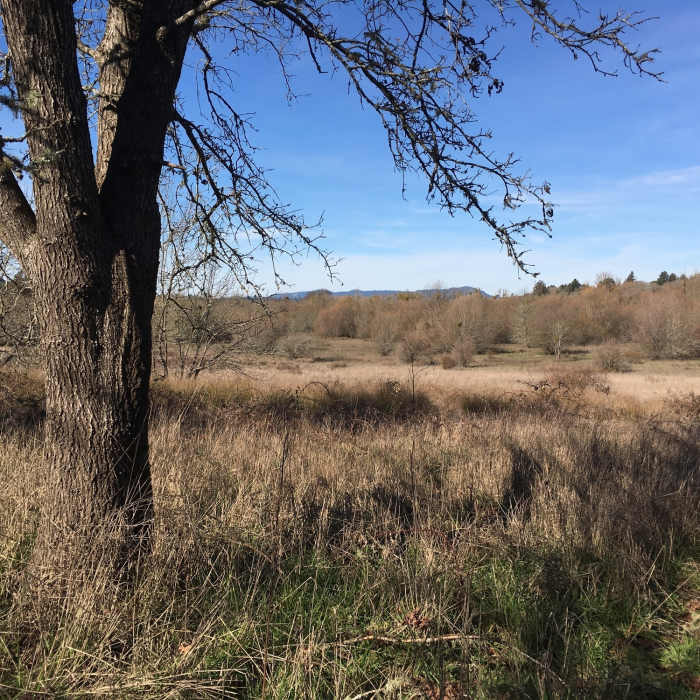 Ragle Ranch exhibits seasonal marshes near the trail. Near Blackberry Trail