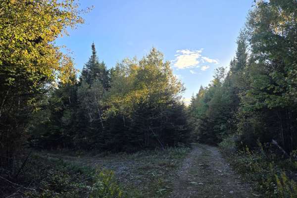 Stanyard Lake - Caledonia Mountain