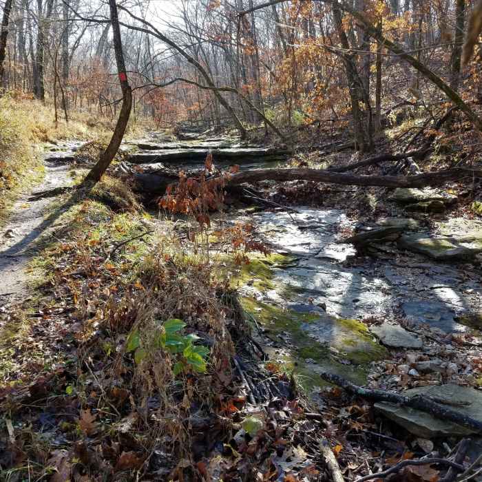 Backside of Spring Brook Trail just South of the Little Bonne Femme creek crossing Near Rock Bridge Route