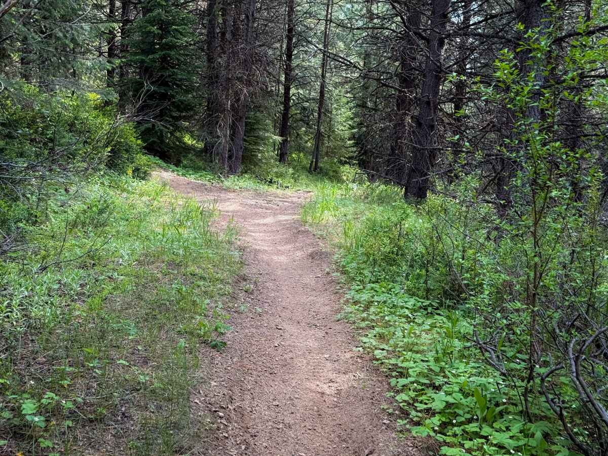 Snag - Trail 308  photo 5