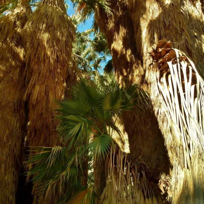 Near Palm Canyon Trail