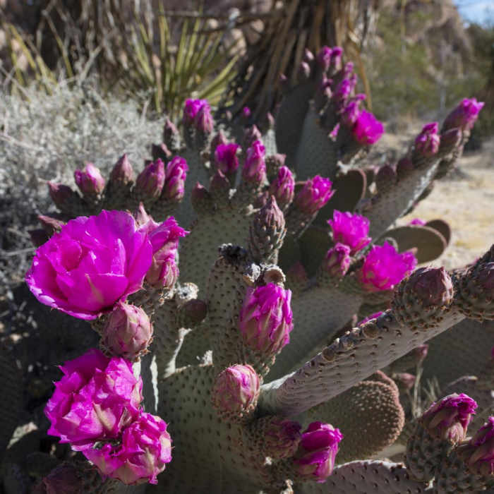Near Indian Cove Nature Trail
