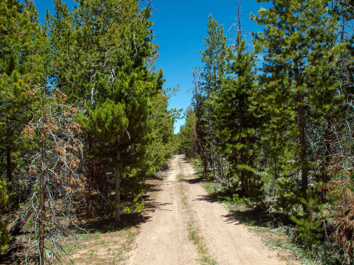 Ridge Road - FS 80076 photo 3