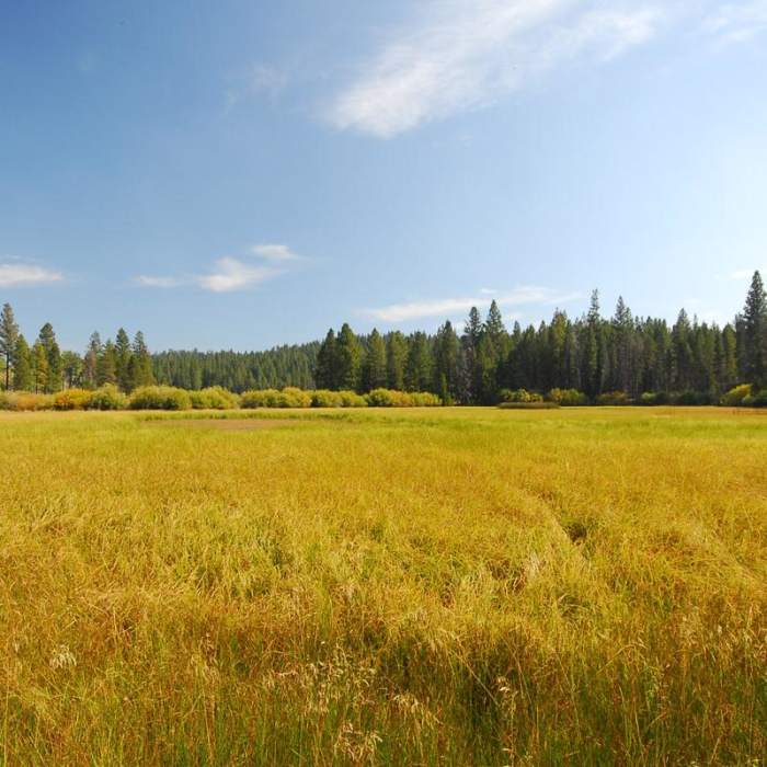 Near Deschutes River Trail, Upper Reach Hiking Trail