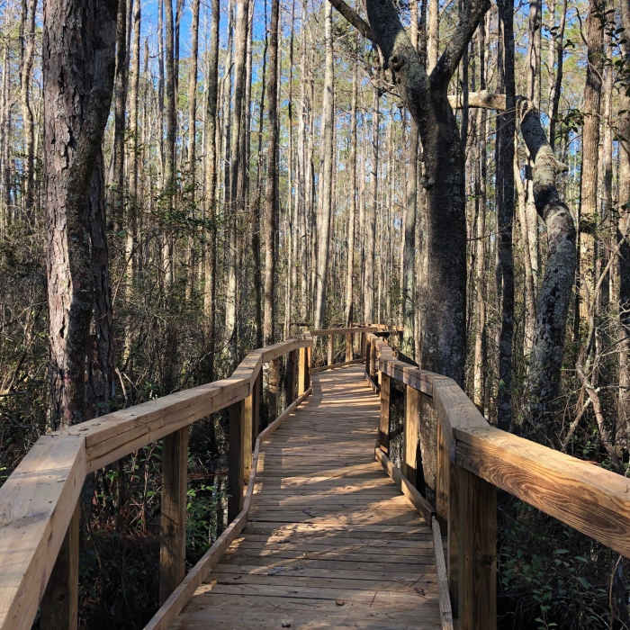 Near Interpretive Nature Trail