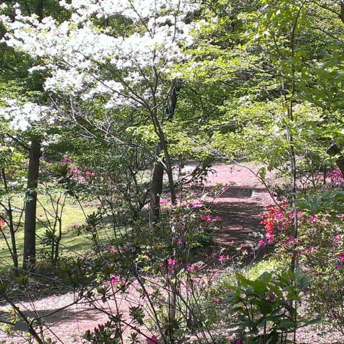 IMAG0095 Near National Arboretum Figure-Eight