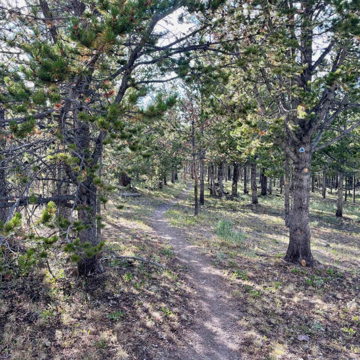 Near Continental Divide Trail: Montana-Idaho Section 8