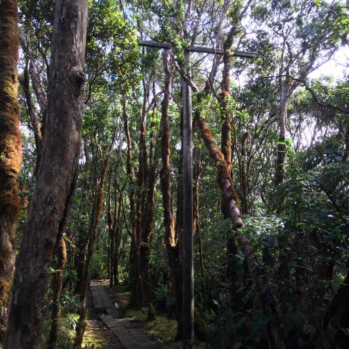 World War 2 era telegraph pole at trail intersection Alakai and Pihea. Near Alakai Swamp Out and Back
