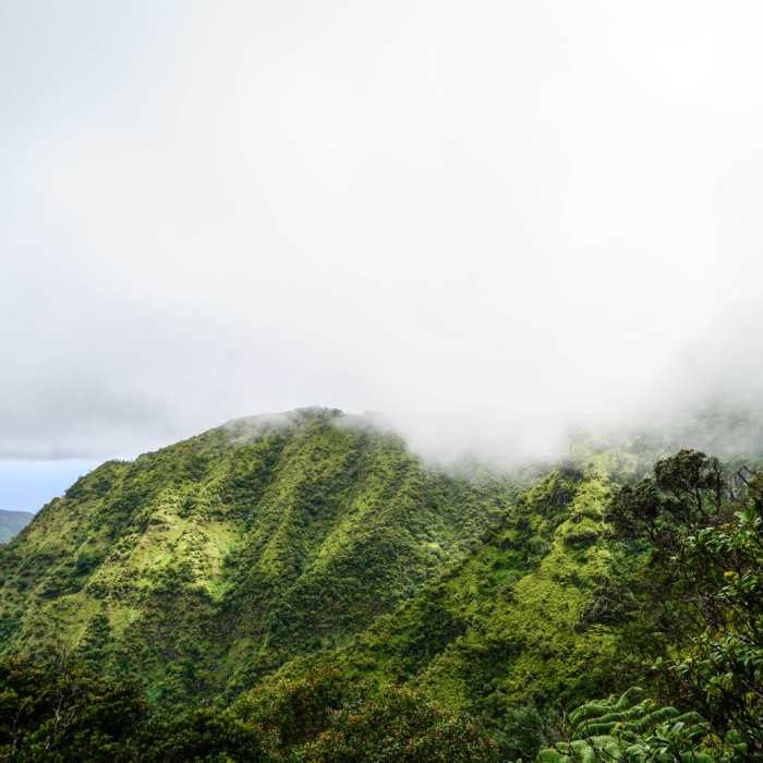 Near Mt Ka'ala Out-and-Back Near Mt Ka'ala Out-and-Back