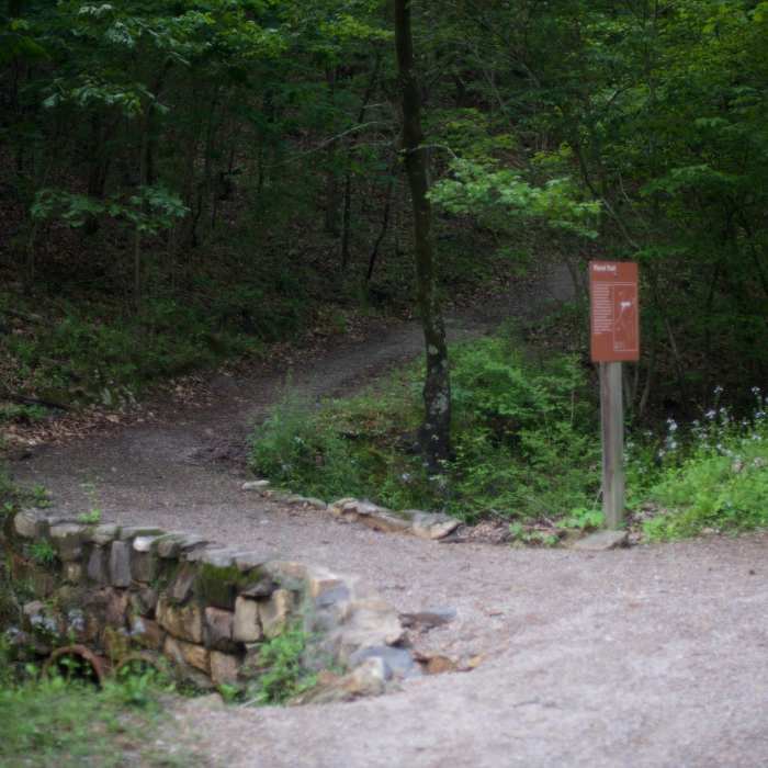 The Floral Trail crosses Fountain Street and starts climbing up toward the Lower Dogwood Trail. Near Honeysuckle Trail