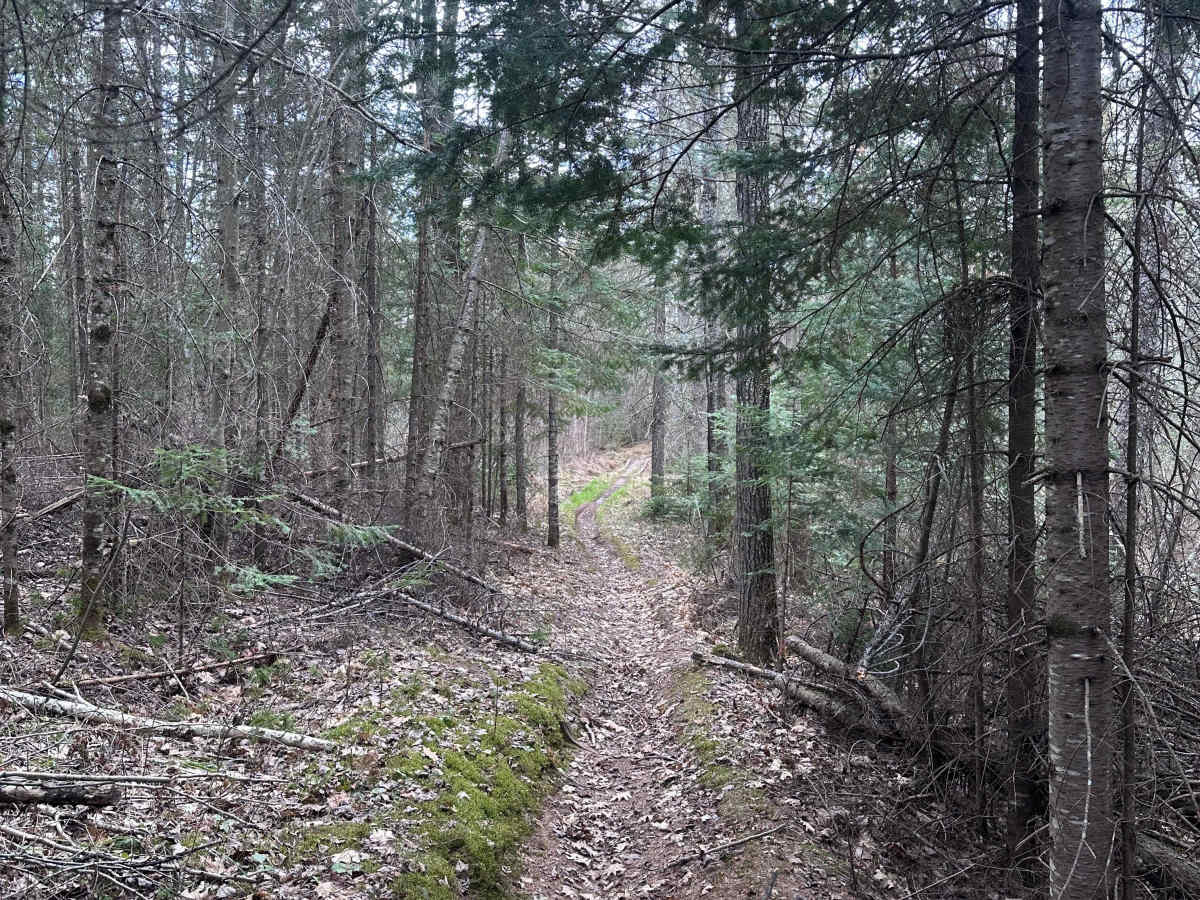 Corduroy Trail photo 6