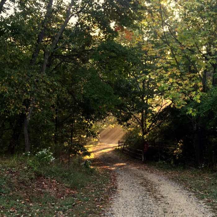 Sunlight streaming through the trees at Hildacy Farm Preserve. Near Red Loop