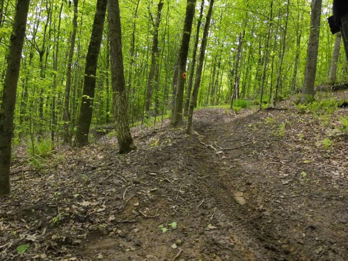H Orange Single Track trail photo