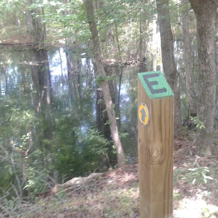 Forest surrounds this long abandoned farm pond that once provided water for livestock or for crops grown on nearby fields. Near Ledge Creek Forest Conservation Area