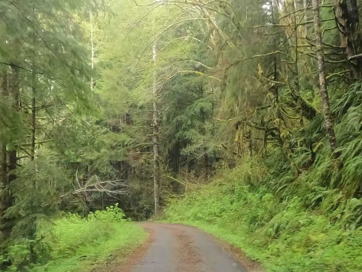 Bun Creek - NF1004 photo 3