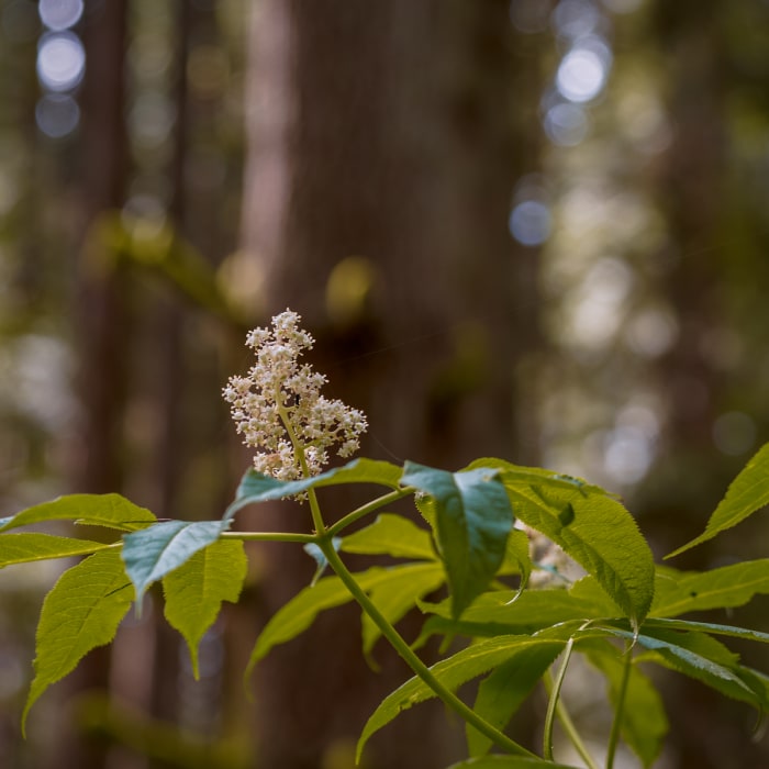 Near Bridle Trails State Park - Outer Loop