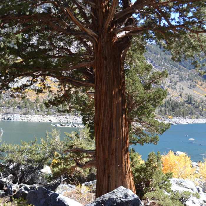 Near Lake Sabrina Inlet Hiking Trail