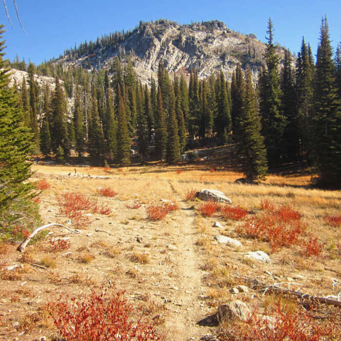 Near Buckhorn Trail #96