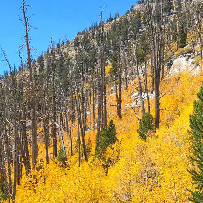 Near Mt. Charleston Full Loop