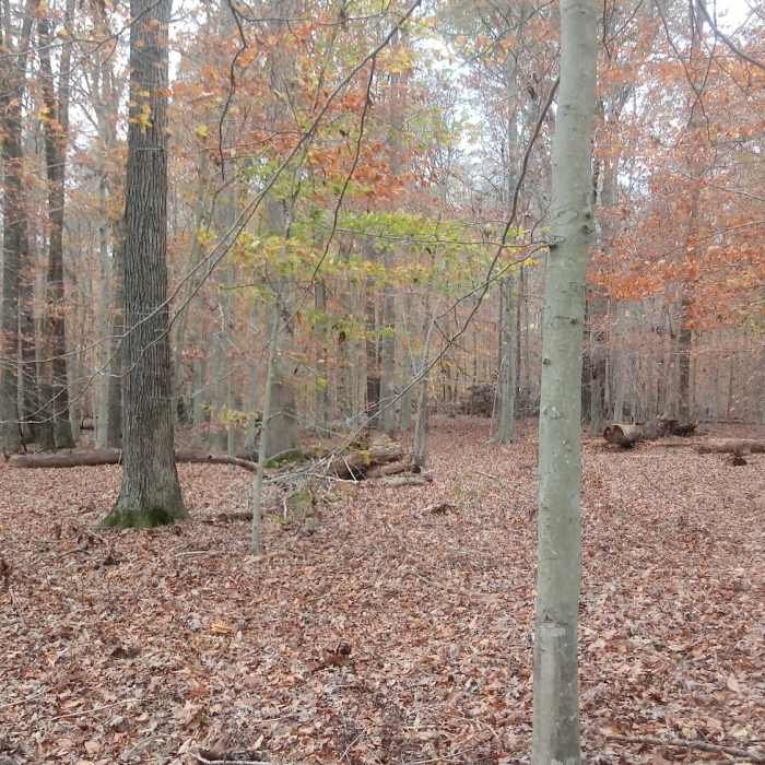 No defined trails. Little signs of use. Easy hike with little kids. Near Seth Demo Forest Loop