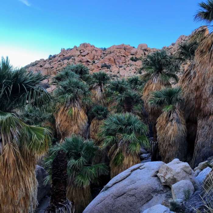 Near Mortero Palms to Goat Canyon Trestle Trail