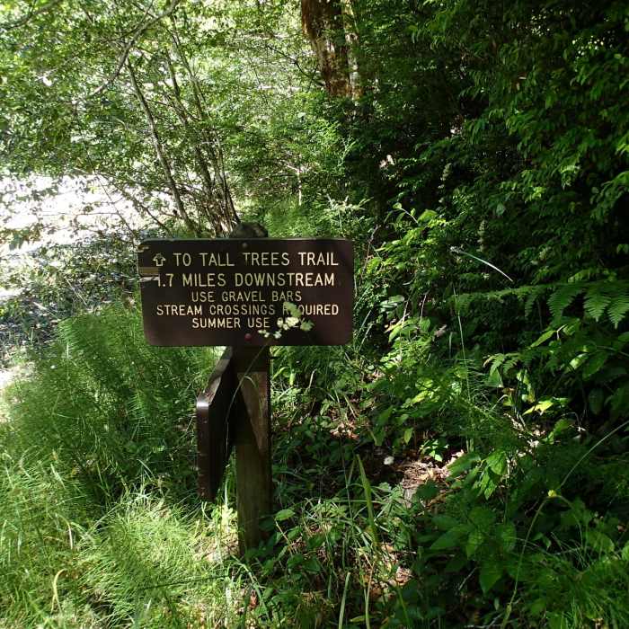 Emerald Ridge Trail ends here at the bank of Redwood Creek. Near Emerald Ridge Trail