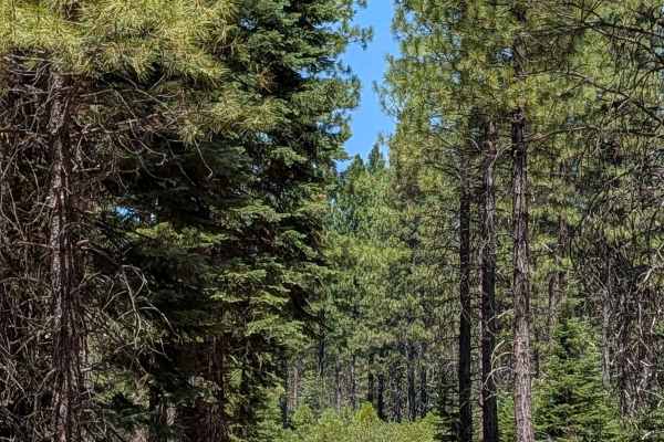 Porcupine Lake Spur C - FS 41N01C