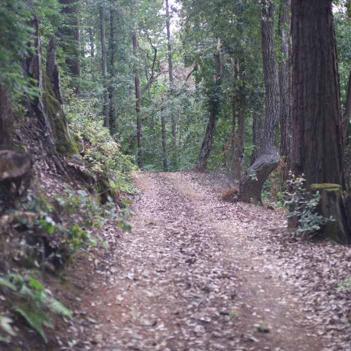 Near Redwood Springs Trail