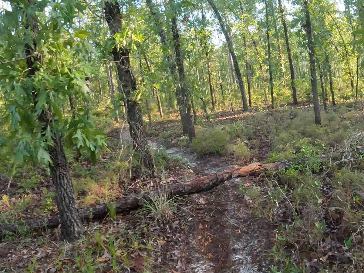 East - FS 15 photo 6
