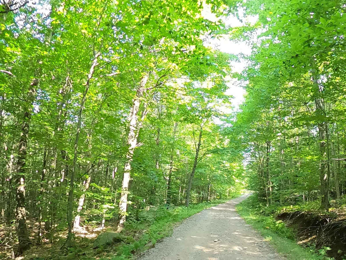 White Road photo 2