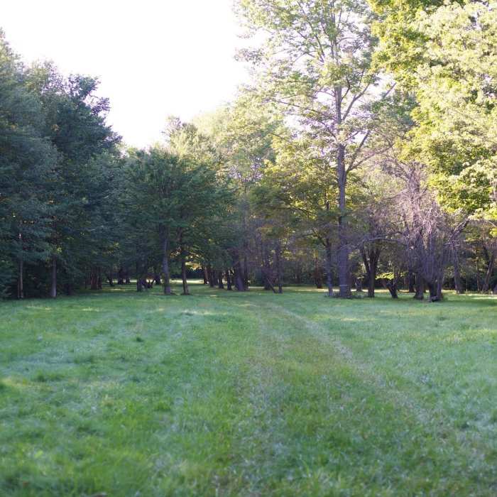 The trail makes its way through an Apple Orchard. Near Shell Pond Trail (# 31882)