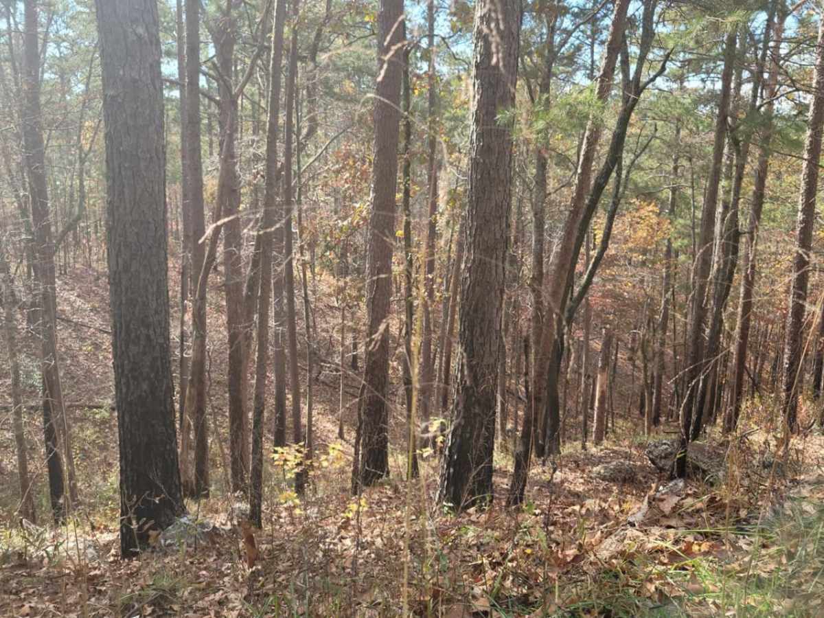 USFSR #531 photo 5