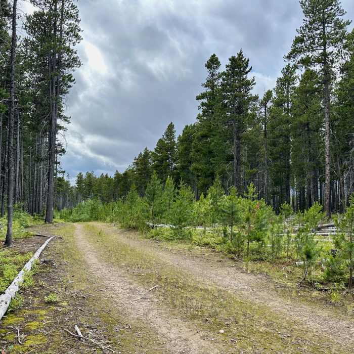 Near Continental Divide Trail: Montana-Idaho Section 25