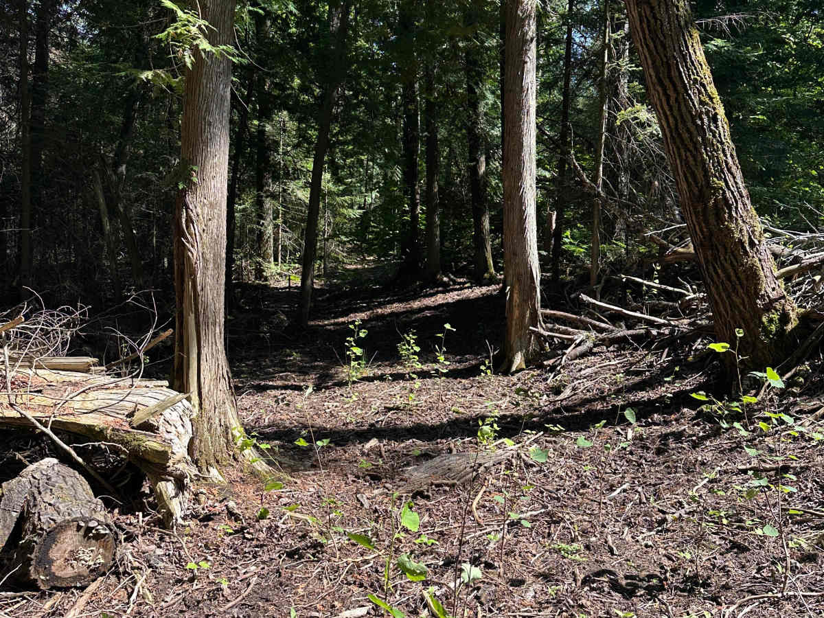 Deer Stand Cutover  photo 4