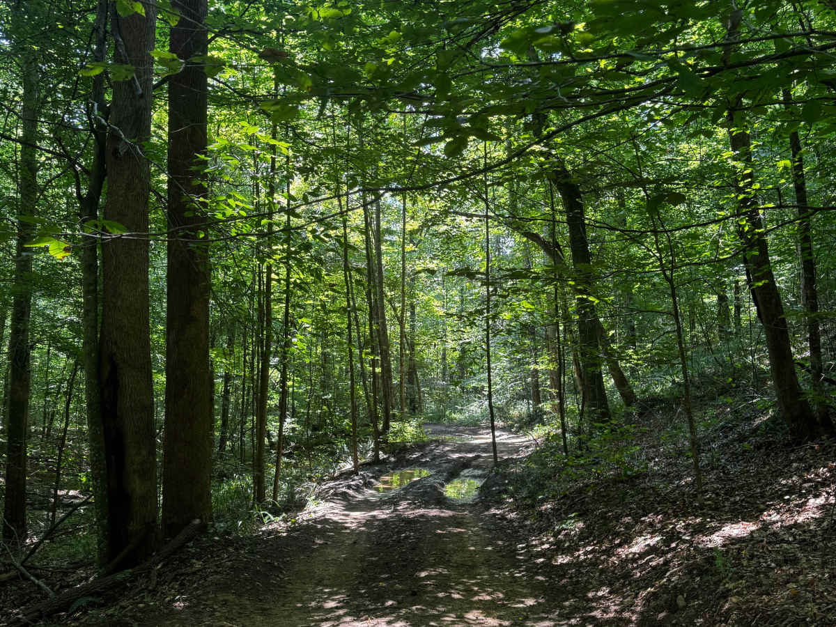 Trail 11B photo 5