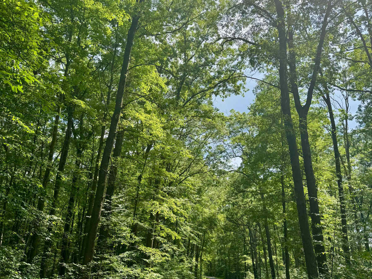 Clear Run Road photo 4