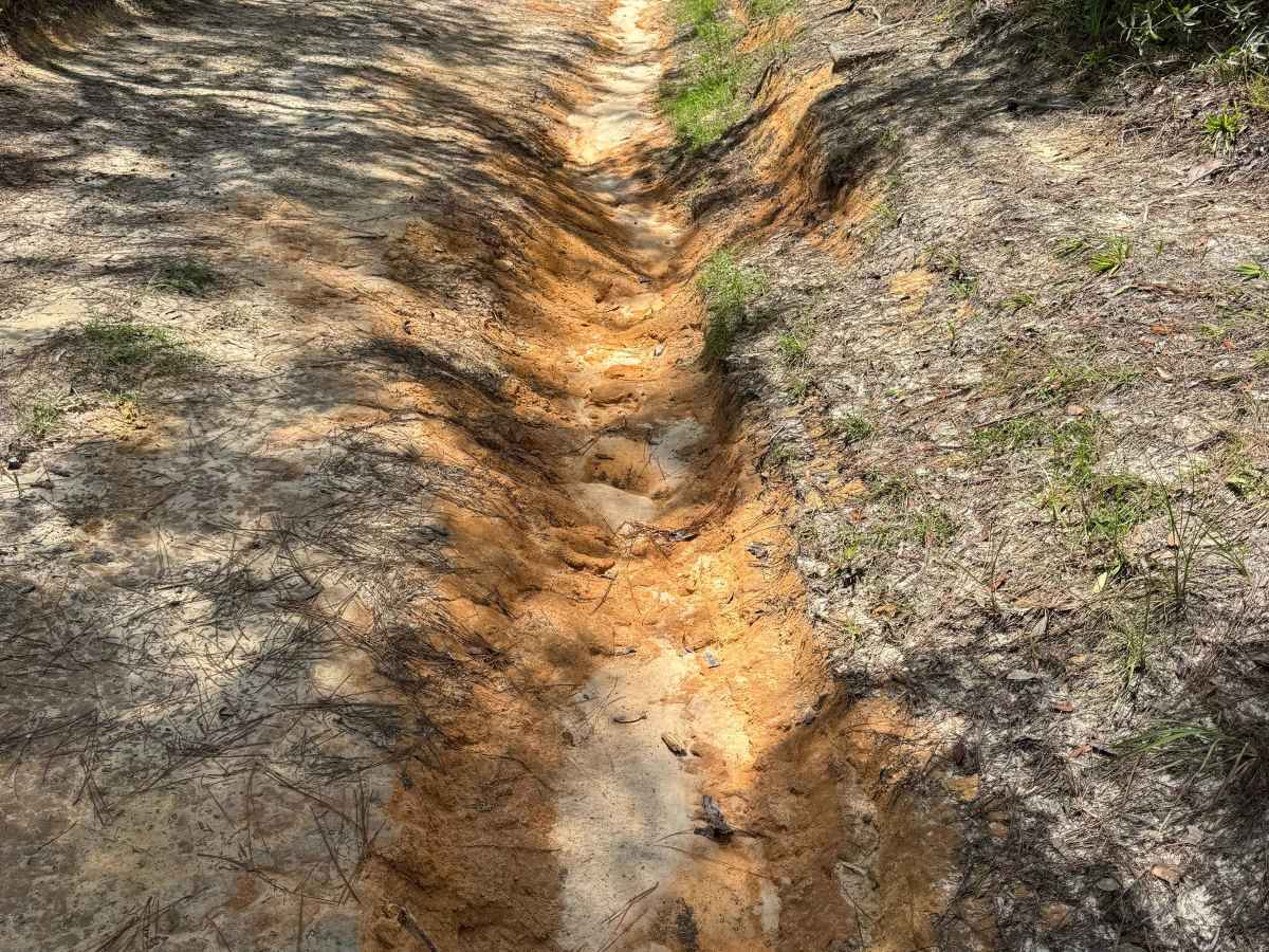Trail 12 - Citrus WMA photo 3