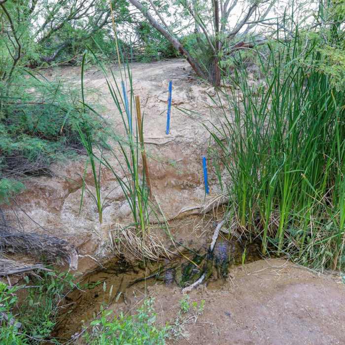Near Shoshone Wetlands Birding Trails