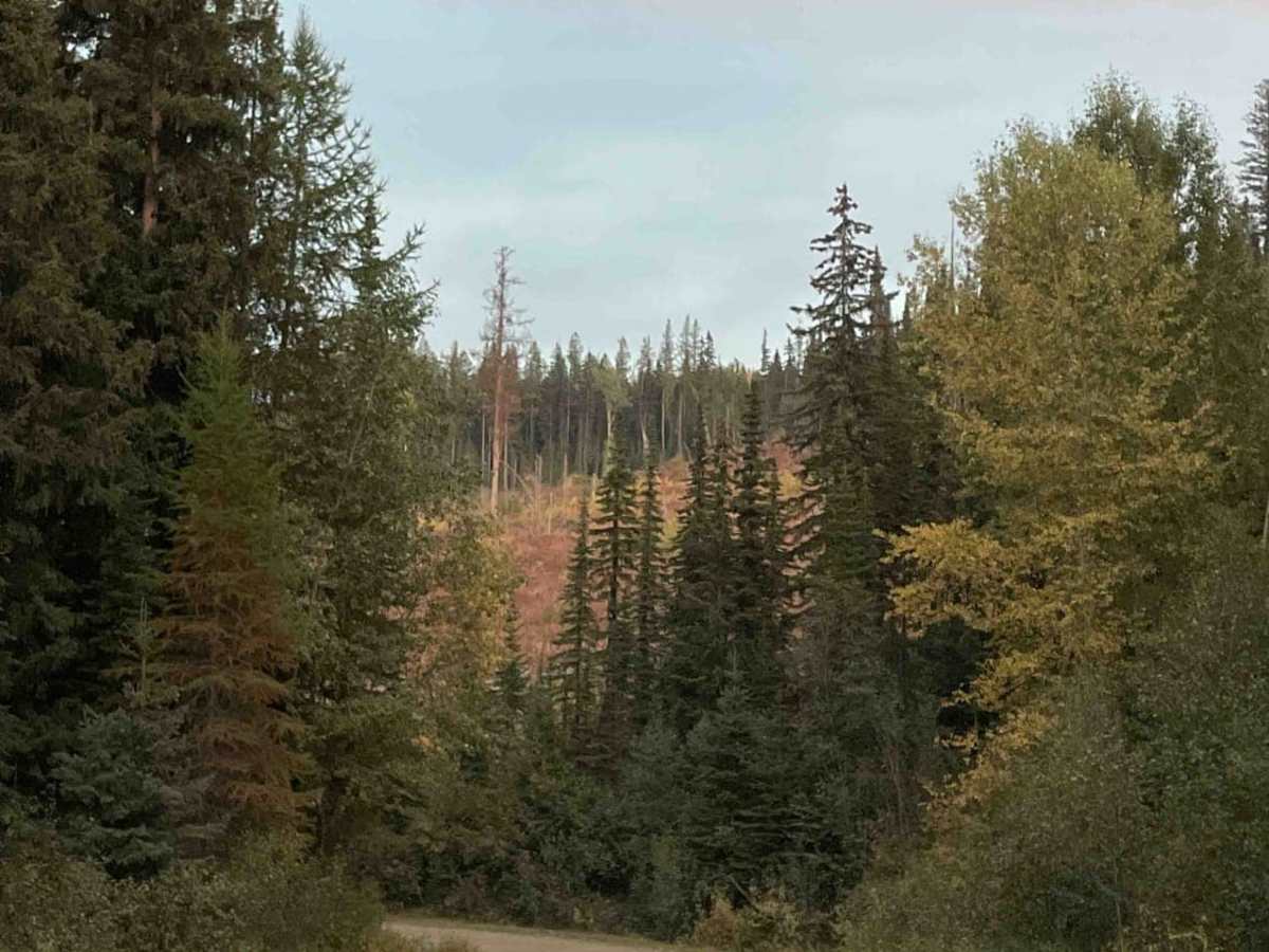 Buck Hills FSR photo 3