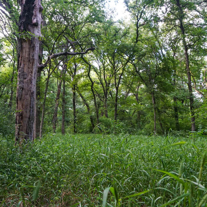 Near River Legacy Trail