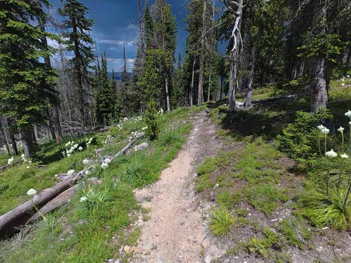 Continental Divide NST - FS 6111 photo 6