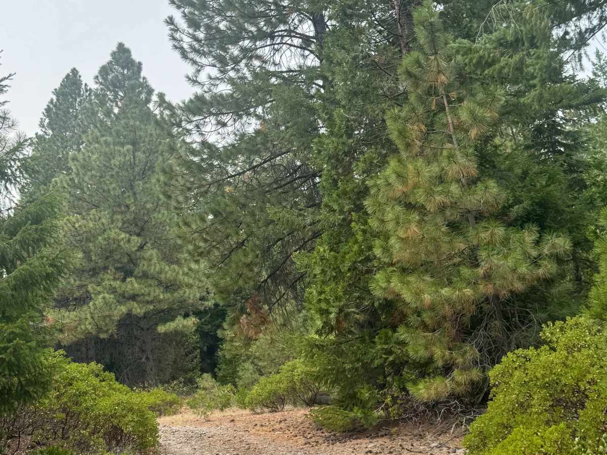FS 1150-900 trail photo