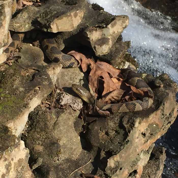 Near Old Stone Fort State Archaeological Park Nature Trail