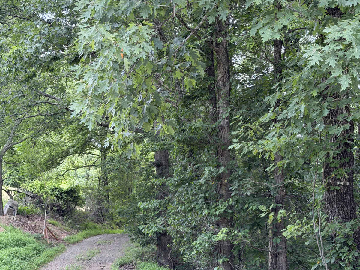Round about camp trail trail photo