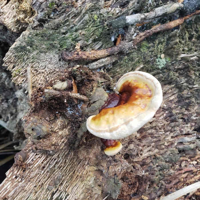 Fungi abounds Near Bella Vista Trail
