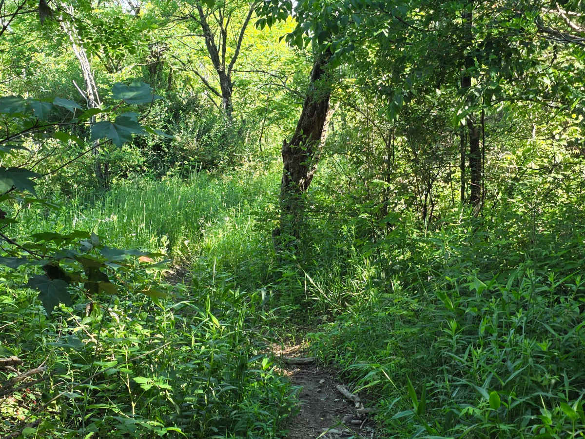 Single Track O photo 3