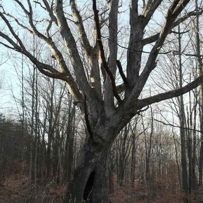 Near Grubb Ridge Trail